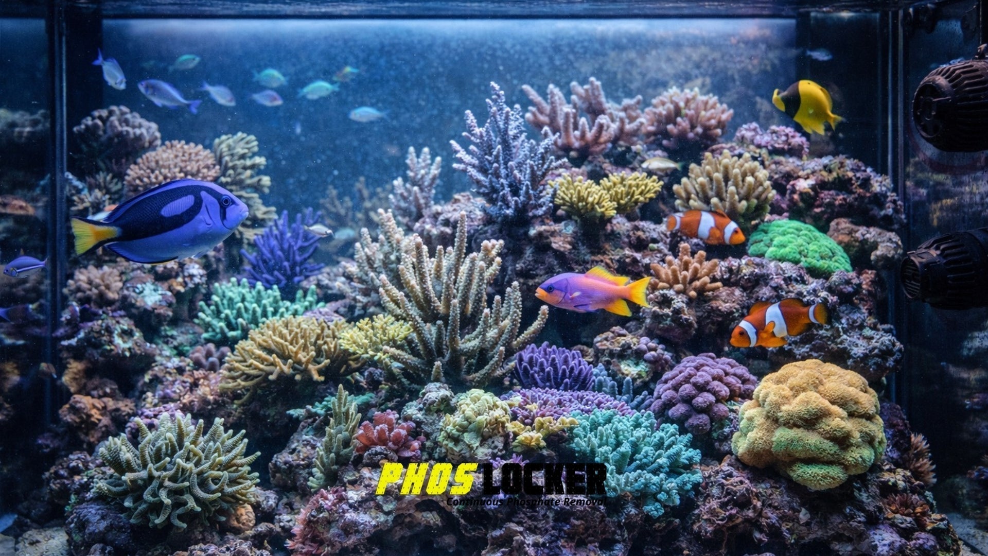Common Causes of High Phosphate in Marine Tanks