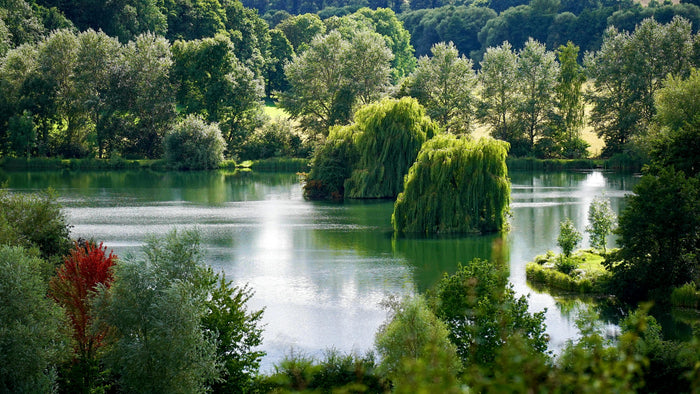 THE CHALLENGE: PHOSPHORUS OVERLOAD IN LAKES & PONDS