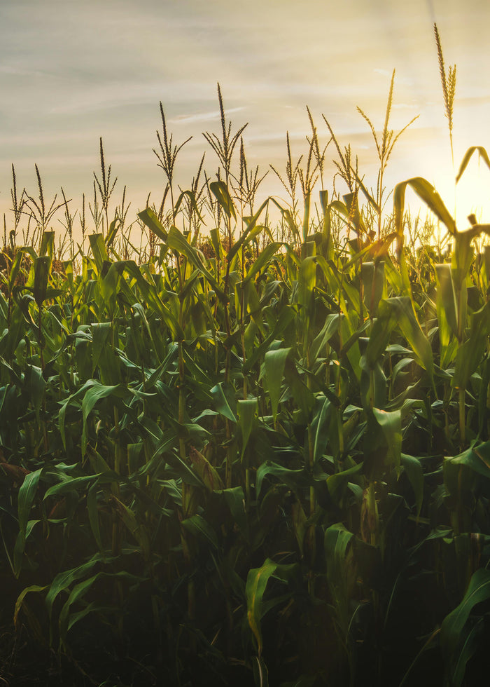 AGRICULTURAL RUNOFF & EXCESS NUTRIENTS